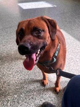 Scooby -  Terrier Dog for Adoption in Williamsport, Pennsylvania - Scooby | PetCurious