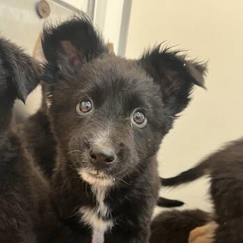 Lord Biscuit -  German Shepherd Dog and Border Collie Dog for Adoption in Murray, Utah - Lord Biscuit | PetCurious
