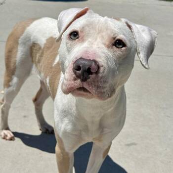 Zelda -  Pit Bull Terrier Dog for Adoption in Matteson, Illinois - Zelda | PetCurious