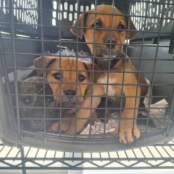 Terrier Dogs Available for Adoption in Montgomery, Alabama - Patrick | PetCurious