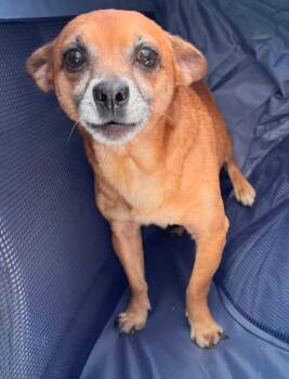 Chihuahua Dogs Available for Adoption - Earl | PetCurious