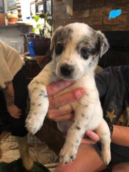 Frankie -  Australian Shepherd and Cattle Dog Dog for Adoption in Gilmer, Texas - Frankie | PetCurious