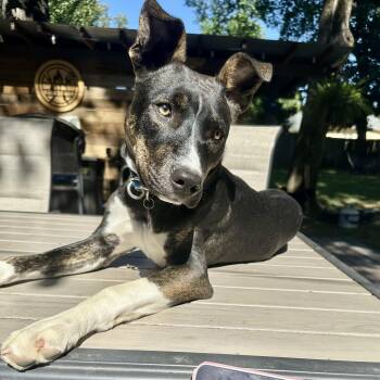 Mountain Cur Dogs Available for Adoption in Tunica, Mississippi - Lizzie | PetCurious