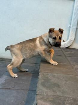 German Shepherd Dog Dogs Available for Adoption - Trudy | PetCurious