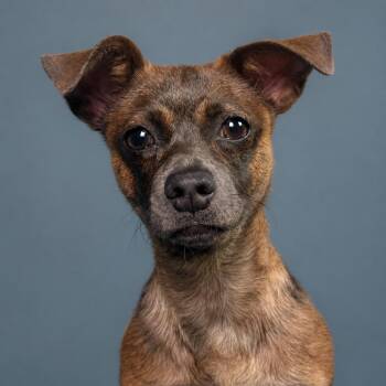 Pebbles -  Chihuahua Dog for Adoption in Hondo, Texas - Pebbles | PetCurious