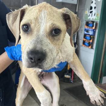 COH-A-68292 -  Mixed Breed Dog for Adoption in Volcano, Hawaii - COH-A-68292 | PetCurious