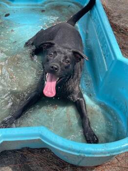 Meeka -  Mixed Breed Dog for Adoption in Georgetown, South Carolina - Meeka | PetCurious