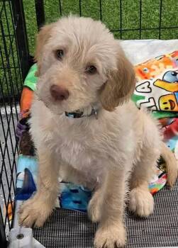 Kenneth -  Labrador Retriever and Poodle Dog for Adoption in Racine, Wisconsin - Kenneth | PetCurious