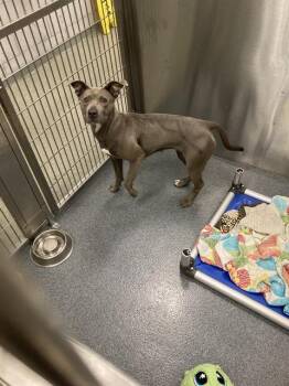 Mixed Breed Dogs Available for Adoption - MONKEY | PetCurious