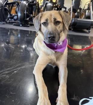 Rescue Mixed Breed Dogs for Adoption in Dallas, Texas - Clay | PetCurious