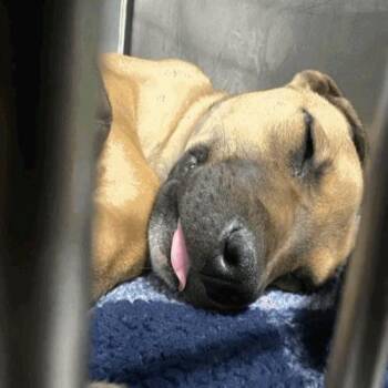 American Staffordshire Terrier Dogs Available for Adoption in Indianapolis, Indiana - Hawkeye | PetCurious