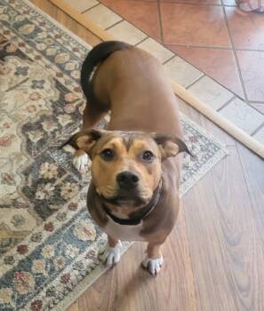 Rescue Pit Bull Terrier Dogs for Adoption in New Bern, North Carolina - Lottie | PetCurious