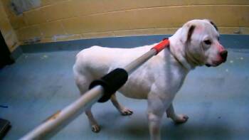 Pit Bull Terrier and Mixed Breed Dogs Available for Adoption in Tulsa, Oklahoma - CAPYBARA | PetCurious