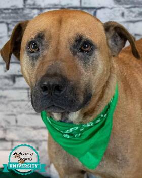 Labrador Retriever Dogs Available for Adoption in Kennesaw, Georgia - Roadie | PetCurious