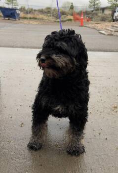 Terrier Dogs Available for Adoption - 60783256 | PetCurious