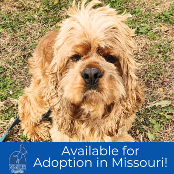 Rescue Cocker Spaniel Dogs for Adoption in Peyton, Colorado - Yukon - Missouri (N25-180) | PetCurious
