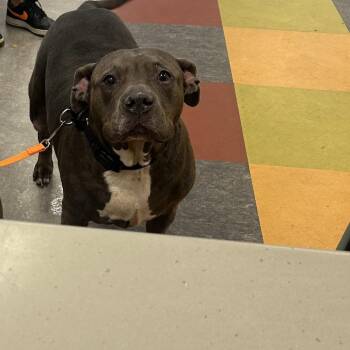 Jasmine -  Mixed Breed Dog for Adoption in Philadelphia, Pennsylvania - Jasmine | PetCurious