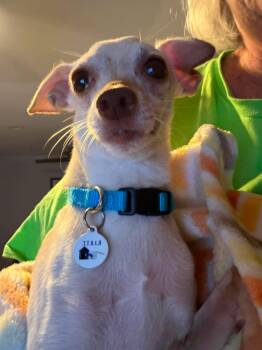 Daak -  Chihuahua Dog for Adoption in Phoenix, Arizona - Daak | PetCurious