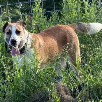 Maximus -  Shepherd and Hound Dog for Adoption in Houston, Texas - Maximus | PetCurious