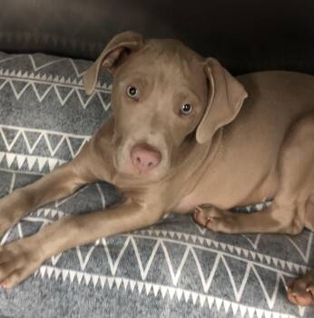 Labrador Retriever Dogs Available for Adoption in Parma, Ohio - Chowder | PetCurious