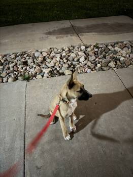 Rescue Corgi Dogs for Adoption in Colorado Springs, Colorado - Comet | PetCurious