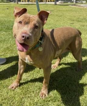 Sunflower -  Pit Bull Terrier and Mixed Breed Dog for Adoption in Honolulu, Hawaii - Sunflower | PetCurious