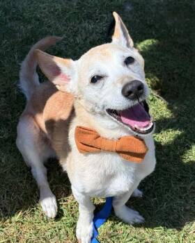 FRITO -  Terrier and Mixed Breed Dog for Adoption in Chula Vista, California - FRITO | PetCurious