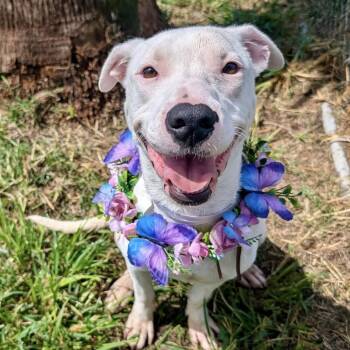 Rescue American Staffordshire Terrier Dogs for Adoption in Pittsburgh, Pennsylvania - Princess Diamond | PetCurious