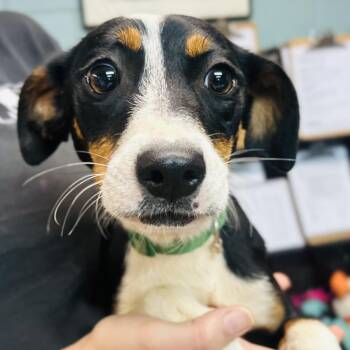 Australian Shepherd and Jack Russell Terrier Dogs Available for Adoption in Cedarburg, Wisconsin - Bitters | PetCurious