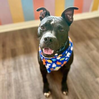 Pit Bull Terrier and Staffordshire Bull Terrier Dogs Available for Adoption - Baylor Banjo Morning Coffee Buddy | PetCurious