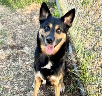 German Shepherd Dog and Mixed Breed Dogs Available for Adoption - JIMMY | PetCurious
