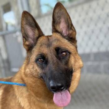 Moka -  Belgian Shepherd Malinois and German Shepherd Dog Dog for Adoption in Sacramento, California - Moka | PetCurious