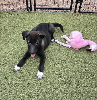 Dean -  Labrador Retriever and Border Collie Dog for Adoption in Apache Junction, Arizona - Dean | PetCurious