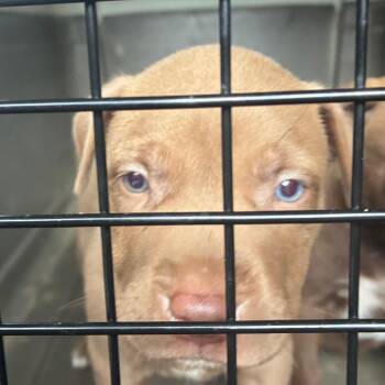 Freddie -  Terrier and Mixed Breed Dog for Adoption in Montgomery, Alabama - Freddie | PetCurious