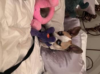 Rescue Jack Russell Terrier and Pit Bull Terrier Dogs for Adoption in Los Angeles, California - Azula *COURTESY POST* | PetCurious