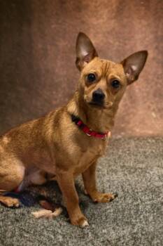 Chihuahua and Miniature Pinscher Dogs Available for Adoption - Jetter | PetCurious