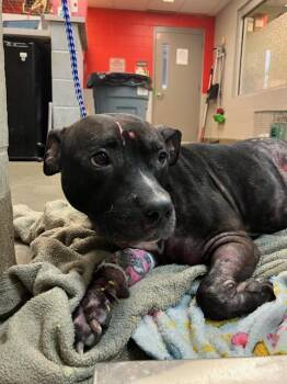 Mixed Breed Dogs Available for Adoption - LULU | PetCurious