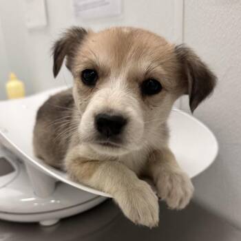 Husky Dogs Available for Adoption in Park City, Utah - Sunflower | PetCurious