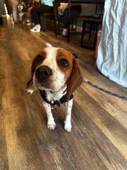 Beagle Dogs Available for Adoption in Ocean Township, New Jersey - Toby - Cute Beagle Boy | PetCurious