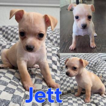 Chihuahua Dogs Available for Adoption - Jett | PetCurious