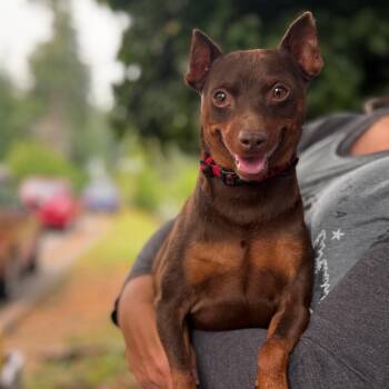Archie -  Miniature Pinscher Dog for Adoption in Bellingham, Washington - Archie | PetCurious