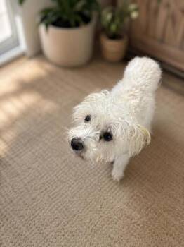 Gibby -  Maltese and Mixed Breed Dog for Adoption in New Orleans, Louisiana - Gibby | PetCurious