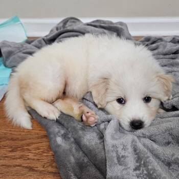 Meadow -  Great Pyrenees Dog for Adoption in Spring Hill, Tennessee - Meadow | PetCurious