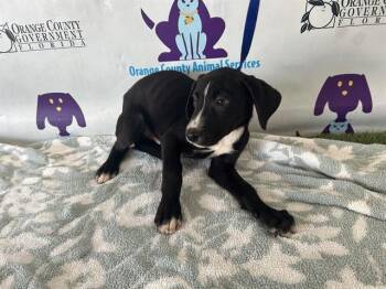 Labrador Retriever and Mixed Breed Dogs Available for Adoption - A591973 | PetCurious