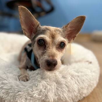 Rescue Terrier Dogs for Adoption in San Francisco, California - Xavier 13467 | PetCurious