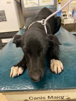 Casper -  Mixed Breed Dog for Adoption in Mobile, Alabama - Casper | PetCurious