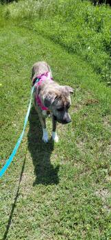 Plott Hound and Great Pyrenees Dogs Available for Adoption in Mckinney, Texas - Sharon | PetCurious
