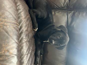 Labrador Retriever Dogs Available for Adoption - Sheena | PetCurious