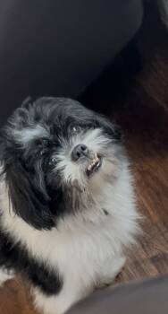 Rescue Shih Tzu Dogs for Adoption in Barton, Vermont - Freddy | PetCurious