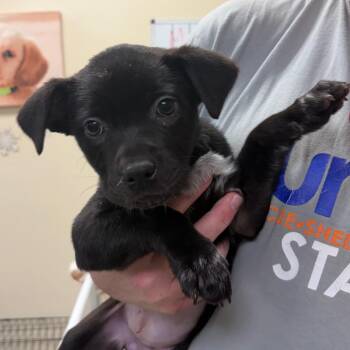 Black Labrador Retriever and Pit Bull Terrier Dogs Available for Adoption - Abbi 22337 | PetCurious